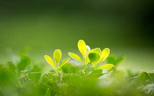 成人高考臨床醫(yī)學報名材料？